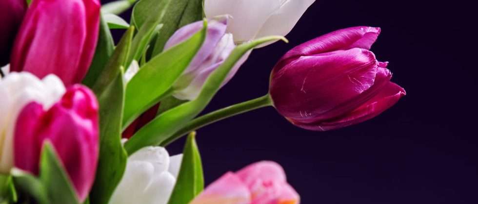 Tulip Bouquet