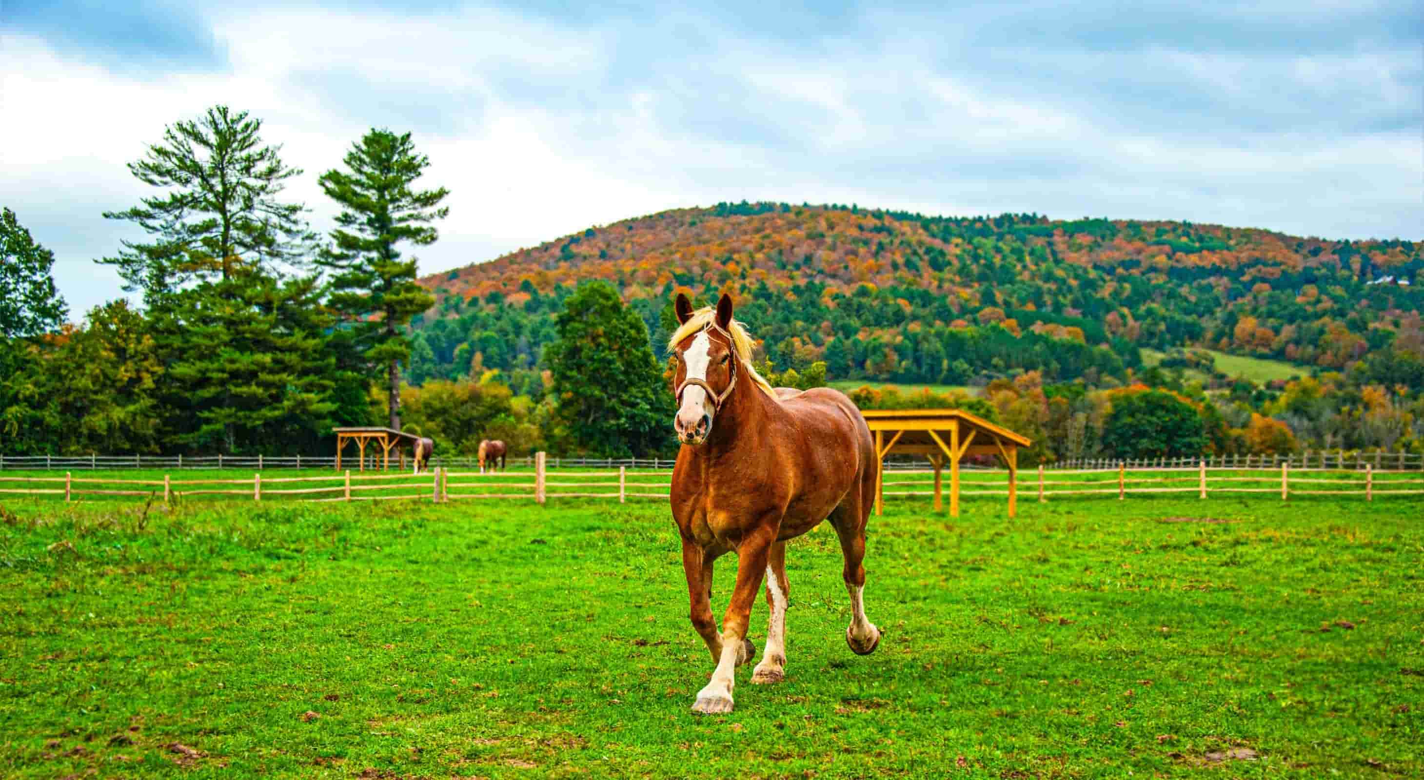 A horse running at the Vermont Icelandic Horse Farm in Waitsfield, Vermont, USA