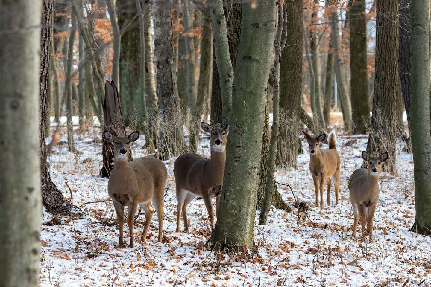 A group of deer standing in the forest during a Vermont winter