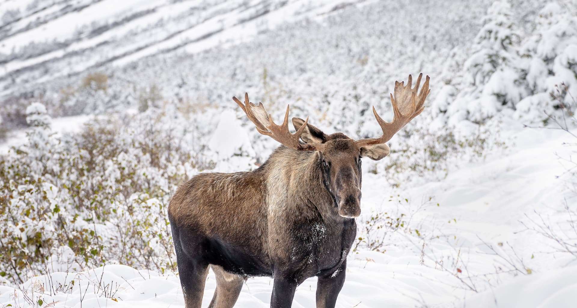 A large moose standing in the snow during a Vermont winter