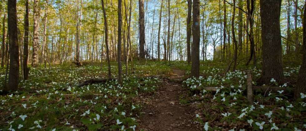 Wildflowers growing along a hiking trail during spring in Vermont