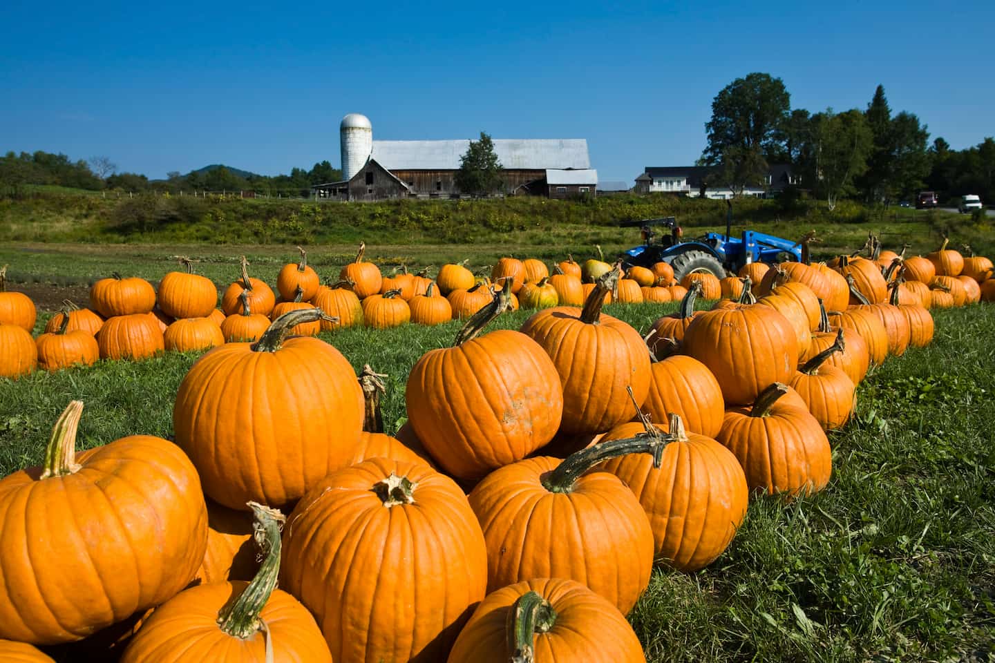 Pumpkins on a Vermont farm